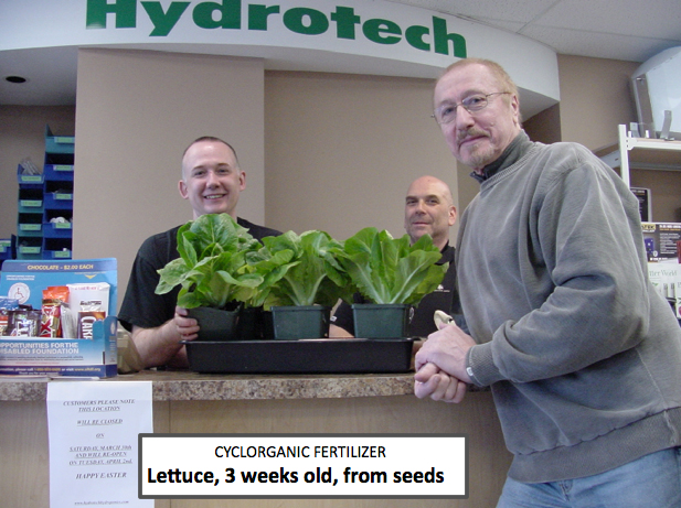 Lettuce, 3 weeks old, from seeds