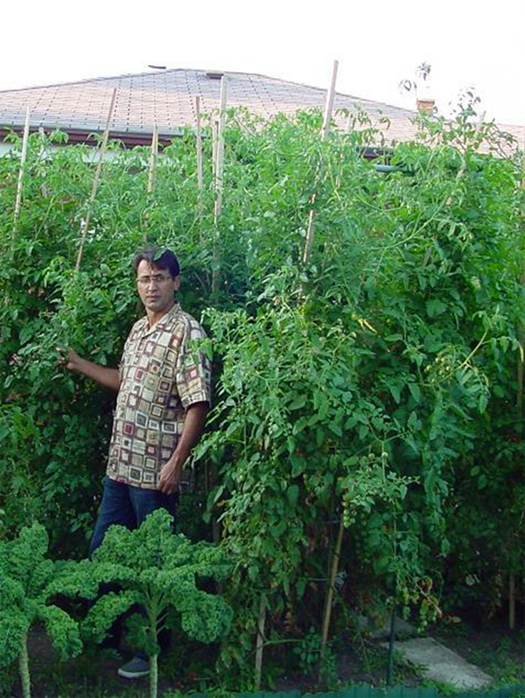 Tomato Jungle